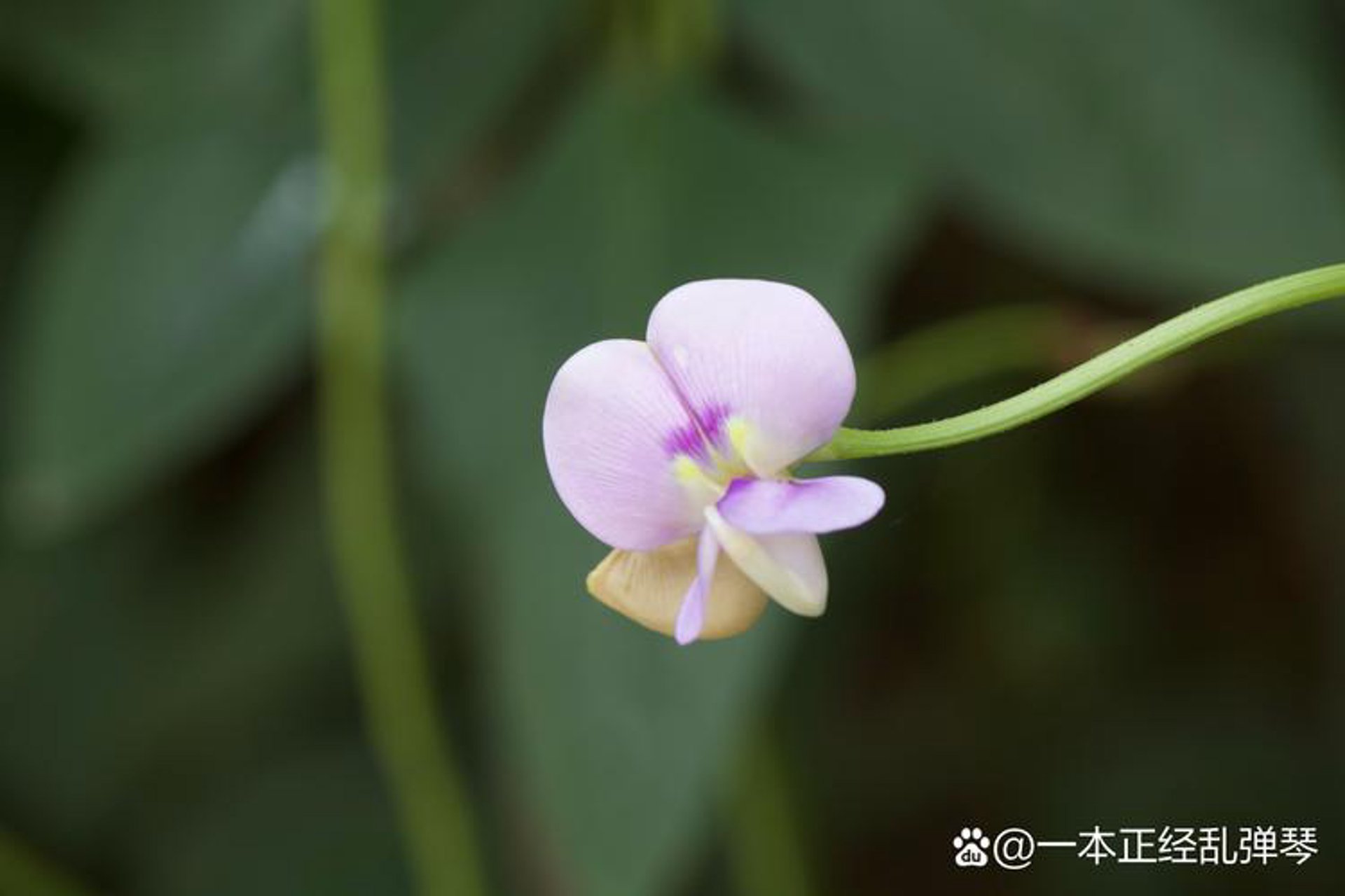 豆荚摄影网